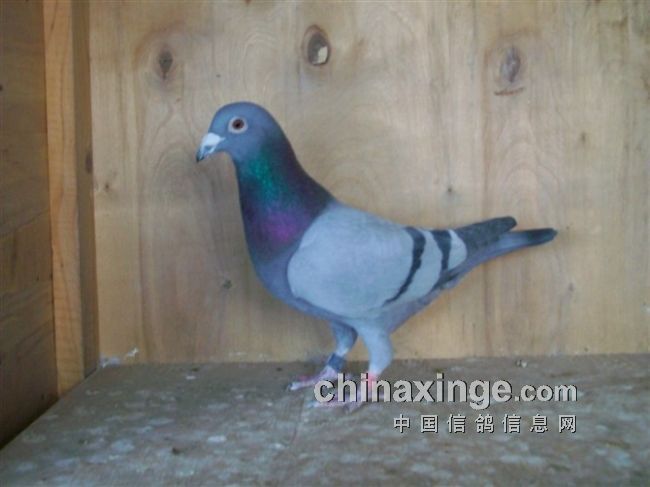 这两个灰，是小姑娘的最爱