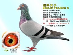 福乐天子-台湾连捷父子鸽舍